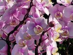 25012025_Victoria Park CNY Flower Fair_Orchid00016