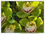 25012025_Victoria Park CNY Flower Fair_Orchid00017
