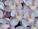 25012025_Victoria Park CNY Flower Fair_Orchid00018