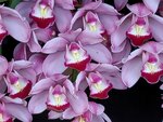 25012025_Victoria Park CNY Flower Fair_Orchid00019