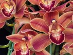 25012025_Victoria Park CNY Flower Fair_Orchid00020