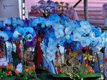 25012025_Victoria Park CNY Flower Fair_Orchid00021