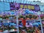 25012025_Victoria Park CNY Flower Fair_Orchid00022