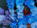 25012025_Victoria Park CNY Flower Fair_Orchid00023
