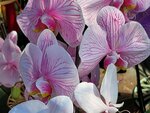 25012025_Victoria Park CNY Flower Fair_Orchid00024