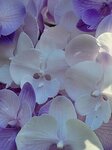 25012025_Victoria Park CNY Flower Fair_Orchid00025