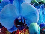 25012025_Victoria Park CNY Flower Fair_Orchid00026