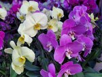 25012025_Victoria Park CNY Flower Fair_Orchid00027