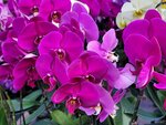 25012025_Victoria Park CNY Flower Fair_Orchid00028