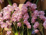 25012025_Victoria Park CNY Flower Fair_Orchid00029