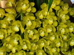 25012025_Victoria Park CNY Flower Fair_Orchid00030