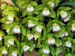 25012025_Victoria Park CNY Flower Fair_Orchid00031