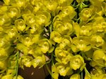25012025_Victoria Park CNY Flower Fair_Orchid00032