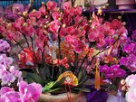 25012025_Victoria Park CNY Flower Fair_Orchid00033