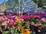 25012025_Victoria Park CNY Flower Fair_Orchid00034