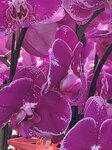 25012025_Victoria Park CNY Flower Fair_Orchid00035