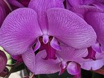 25012025_Victoria Park CNY Flower Fair_Orchid00036