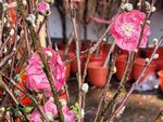 25012025_Victoria Park CNY Flower Fair_Peach00008