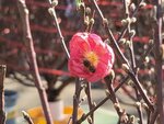 25012025_Victoria Park CNY Flower Fair_Peach00011