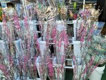 25012025_Victoria Park CNY Flower Fair_Sakura00001