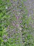 14032025_Samsung Note 20 Ultra_Victoria Park_Hong Kong Flower Show_Lavender00003