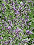 14032025_Samsung Note 20 Ultra_Victoria Park_Hong Kong Flower Show_Lavender00004