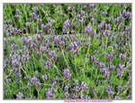 14032025_Samsung Note 20 Ultra_Victoria Park_Hong Kong Flower Show_Lavender00006