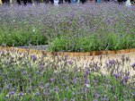 14032025_Samsung Note 20 Ultra_Victoria Park_Hong Kong Flower Show_Lavender00007