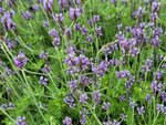 14032025_Samsung Note 20 Ultra_Victoria Park_Hong Kong Flower Show_Lavender00009