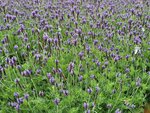 14032025_Samsung Note 20 Ultra_Victoria Park_Hong Kong Flower Show_Lavender00010
