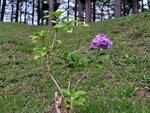 03082026_Samsung Smartphone Note 20 Ultra_5th round to Tohoku_Listel Onsen Hotel_Inawashiro_Fukushimaken00084