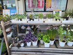 03082026_Samsung Smartphone Note 20 Ultra_5th round to Tohoku_Lunch at Hitachi no Sato_Mitoshi_Ibarakikan00190