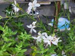 03082026_Samsung Smartphone Note 20 Ultra_5th round to Tohoku_Lunch at Hitachi no Sato_Mitoshi_Ibarakikan00193