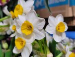 17022026_Chinese New Year Home Flowers00006