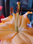 21022026_Chinese New Year Home Flowers00008