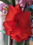 23022026_Chinese New Year Home Flowers00001