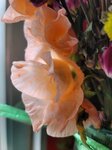 23022026_Chinese New Year Home Flowers00002