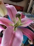 23022026_Chinese New Year Home Flowers00003