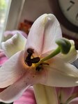 23022026_Chinese New Year Home Flowers00004