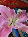 23022026_Chinese New Year Home Flowers00006