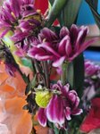23022026_Chinese New Year Home Flowers00007
