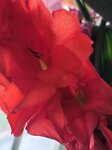 23022026_Chinese New Year Home Flowers00008