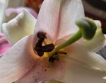 23022026_Chinese New Year Home Flowers00009