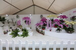 27032026_Hong Kong Flower Show_Hanami Row00004