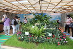27032026_Hong Kong Flower Show_Hanami Row00008