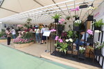 27032026_Hong Kong Flower Show_Hanami Row00011
