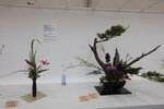 27032026_Hong Kong Flower Show_Hanami Row00015