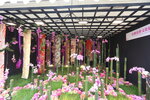 27032026_Hong Kong Flower Show_Hanami Row00019