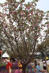 27032026_Hong Kong Flower Show_Hanami Row00059