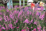 27032026_Hong Kong Flower Show_Hanami Row00060